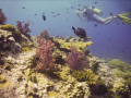   Nice get diver just right position taken dc500 wide angle lens urpro filter  